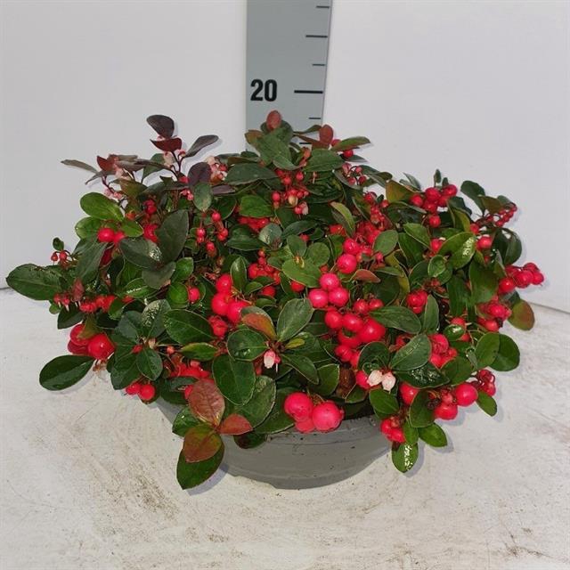 GAULTH PROCUMBENS