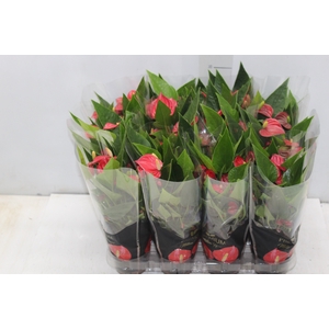 ANTHURIUM MINI MILLION FLOWERS P09 VERMELHO