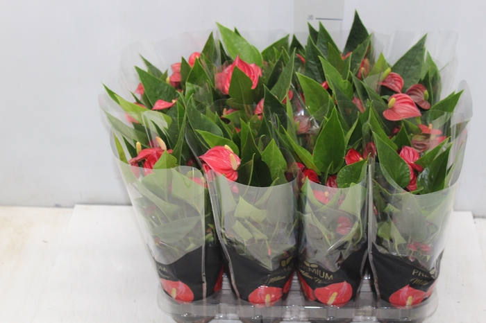 <h4>ANTHURIUM MINI MILLION FLOWERS P09 VERMELHO</h4>