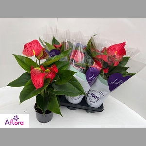 ANTHU AN BAMBINO RED