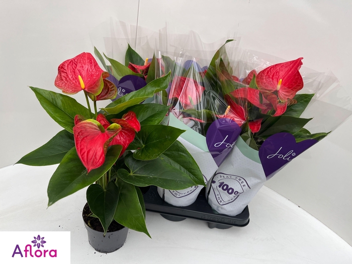<h4>ANTHU AN BAMBINO RED</h4>