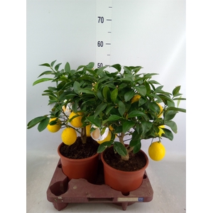 Citrus meyeri 'Meyer'