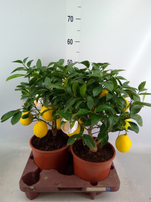 <h4>Citrus meyeri 'Meyer'</h4>