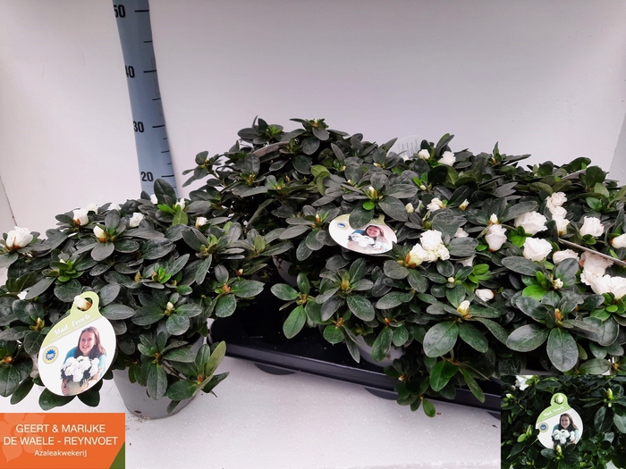 <h4>RHODO SI WITTE VOGEL</h4>