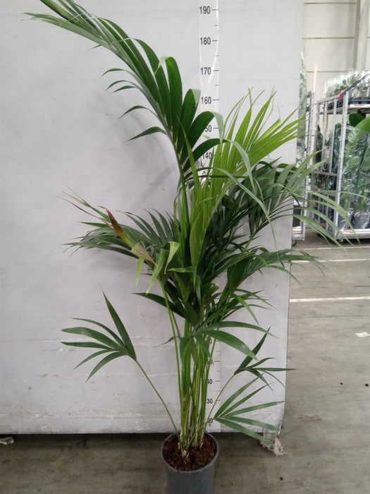 <h4>Howea forsteriana</h4>