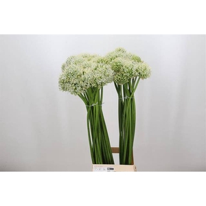 Allium white giant