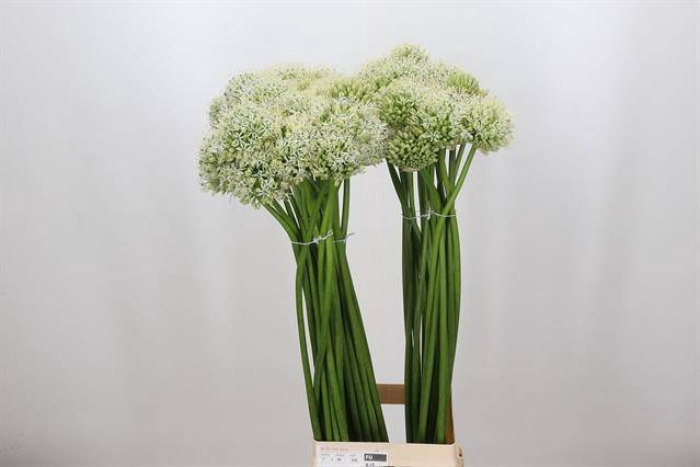 <h4>Allium white giant</h4>
