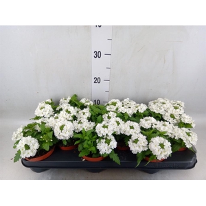 Verbena  'Aztec White Magic'