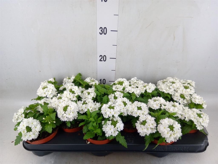 <h4>Verbena  'Aztec White Magic'</h4>