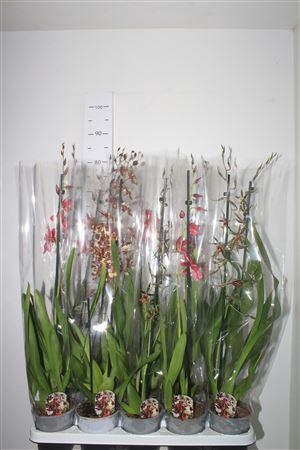 <h4>Cambria Grp Gem</h4>