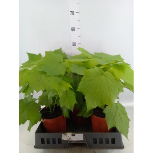 Sparrmannia africana
