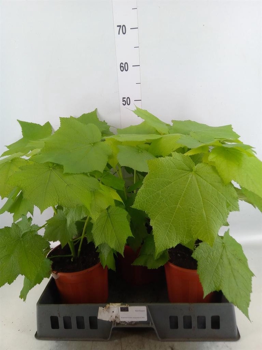 <h4>Sparrmannia africana</h4>