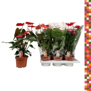 Anthurium Mix 17cm DU