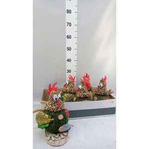 Decoratie  ..Vogelzaadfiguur  H%