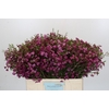 Chamelaucium Purple Rain