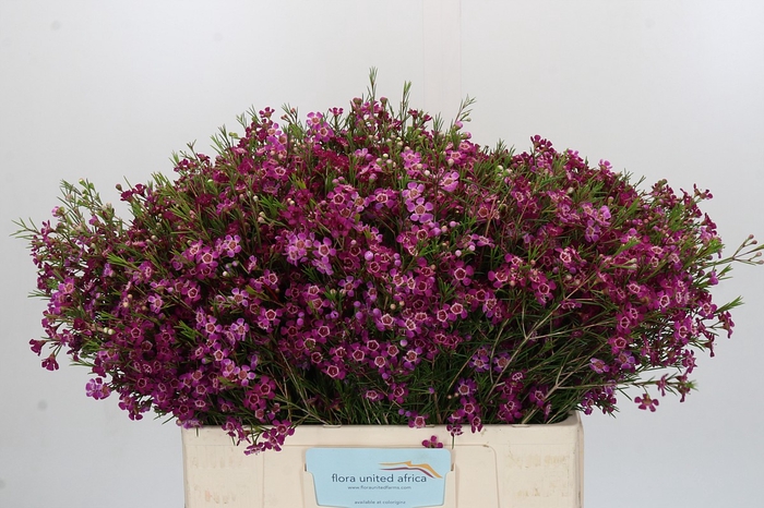 <h4>Chamelaucium Purple Rain</h4>