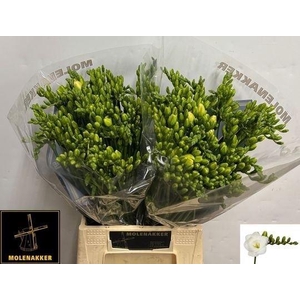 Freesia du Versailles