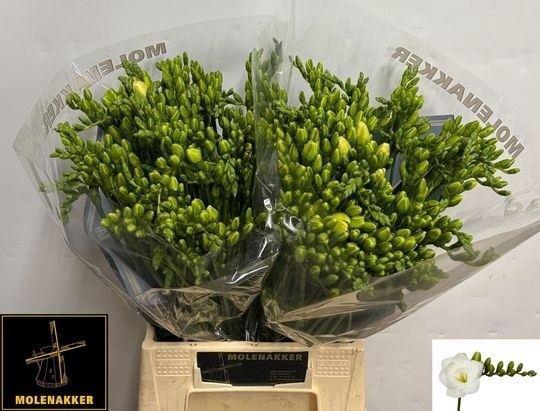 <h4>Freesia du Versailles</h4>