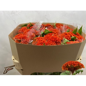 CEL C  EXTREM ORANGE