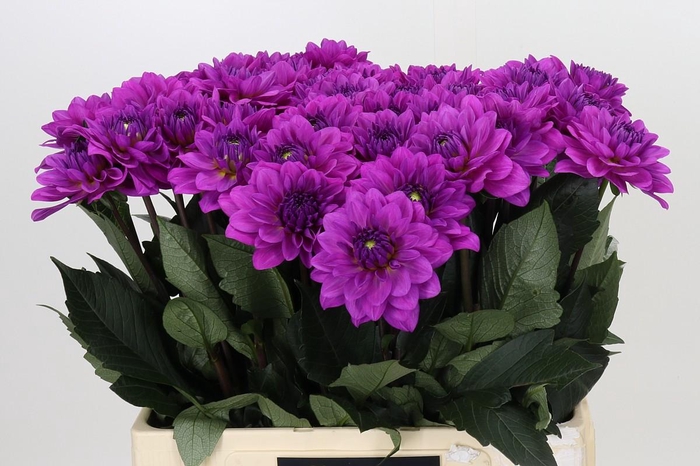 <h4>Dahlia Karma Lagoon</h4>