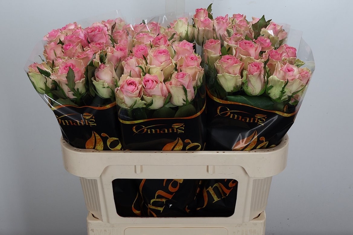 <h4>R Gr Brigitte Bardot</h4>