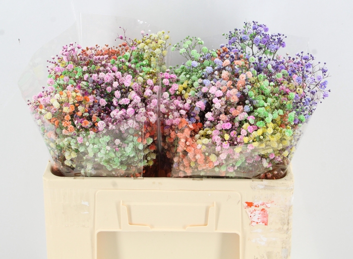 <h4>Gyps Discovery Spring Mix</h4>