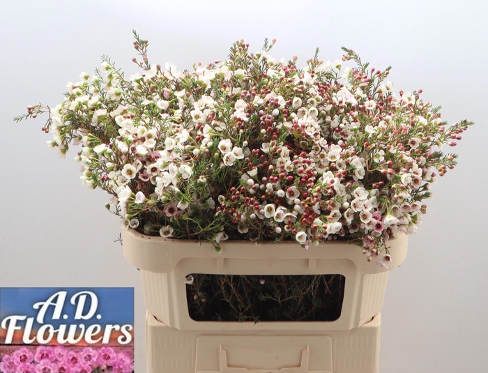 <h4>CHAME UN WHITE LION</h4>