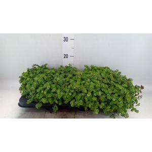 Callisia repens