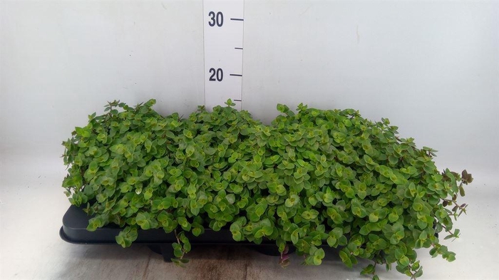 <h4>Callisia repens</h4>