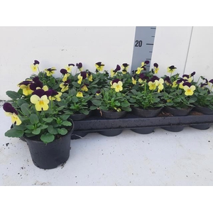 VIO CO EM L PU JU UP