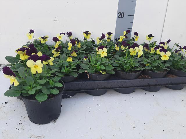 <h4>VIO CO EM L PU JU UP</h4>