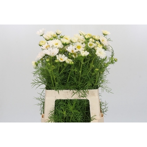 Cosmos White