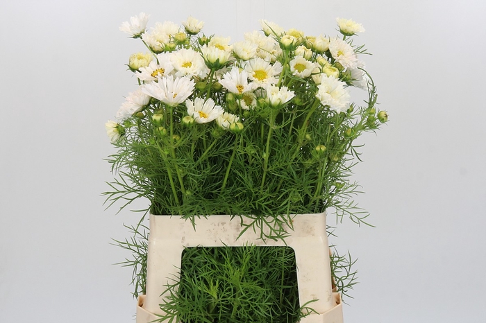 Cosmos White