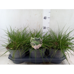 Pennisetum alopec. 'Hameln'