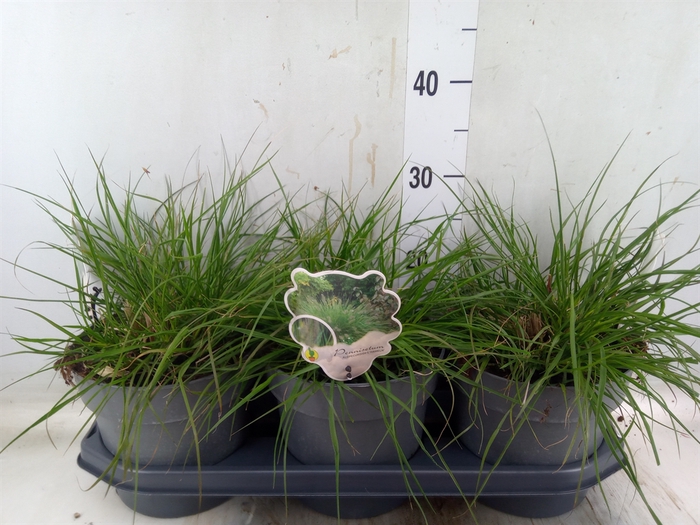 <h4>Pennisetum alopec. 'Hameln'</h4>