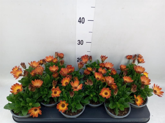 <h4>Osteospermum  'Senorita Lucia'</h4>