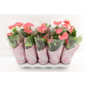 Anthurium 12 cm Sweet Dream in Couture Easter sleeve pink
