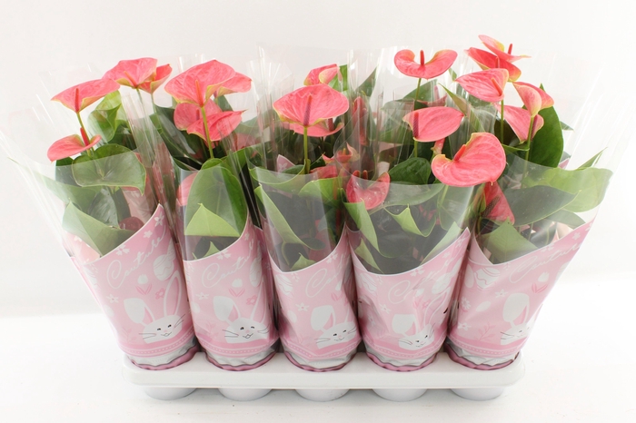 <h4>Anthurium 12 cm Sweet Dream in Couture Easter sleeve pink</h4>
