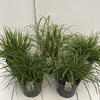 Grasses mixed P29 (10ltr)