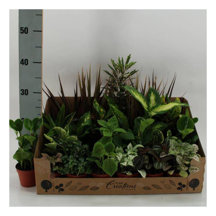 <h4>Plantmix green 9Ø 35cm</h4>