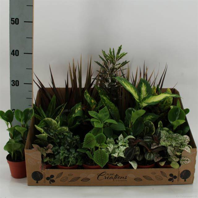 Plantmix green 9Ø 35cm