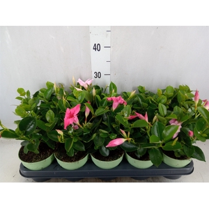 Mandevilla  'Sundavil'   ...mix