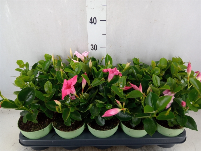 <h4>Mandevilla  'Sundavil'   ...mix</h4>
