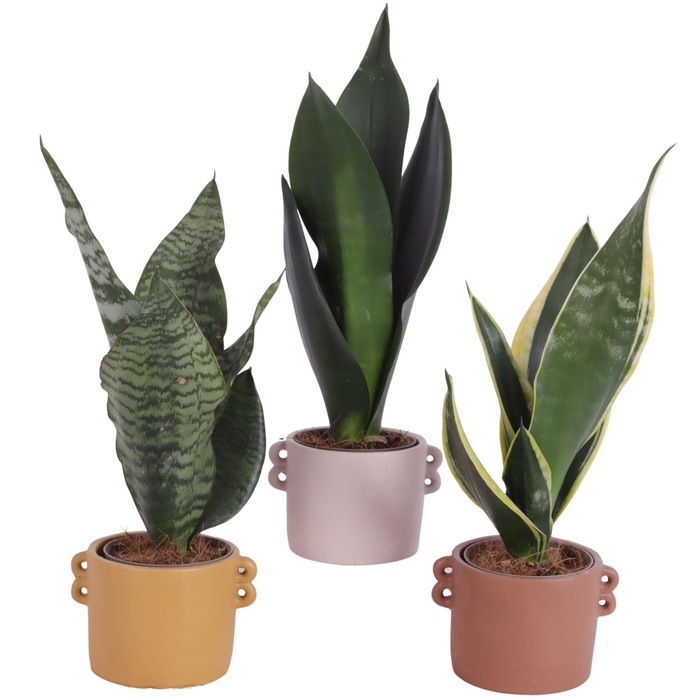 <h4>Sansevieria mix Ø09cm in Ø12cm Ceramic EV562</h4>