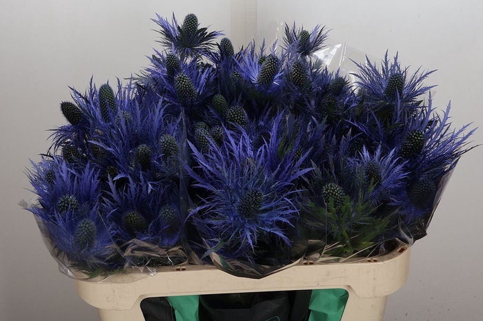 <h4>Eryngium zabelii 'Donard Variety'</h4>
