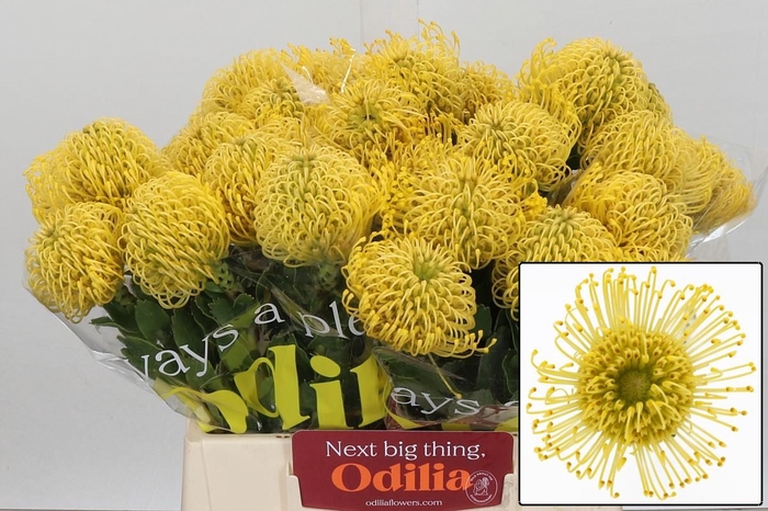 <h4>LEUCO CO HIGH GOLD</h4>