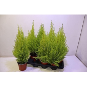 arr8 Cupr Ma Goldc Wilma