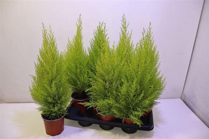 <h4>arr8 Cupr Ma Goldc Wilma</h4>