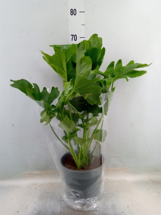 <h4>Philodendron   ...</h4>