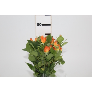 ROSA SPRAY BABE 060 CM
